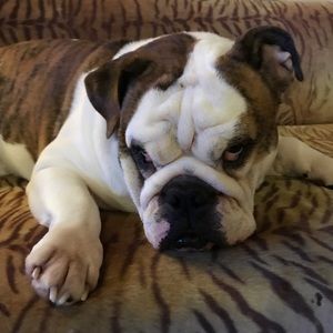 Meet your Posher, Morgan